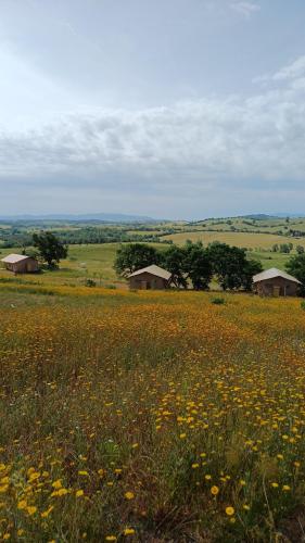 a field of flowers in the middle of a field at Glamping Podere Angiotto LODGE LAVANDA in Magliano in Toscana