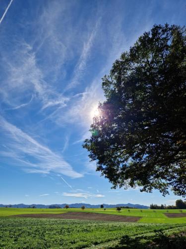 a tree in a field with a blue sky at Hotel Bären in Sumiswald