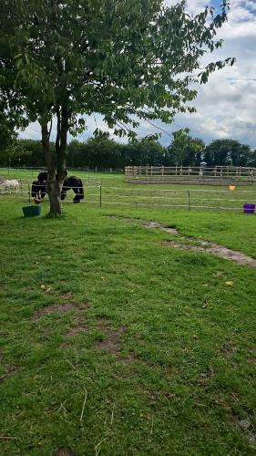 a tree in the middle of a field with a cow at Tranquil Equestrian Escape - Sleeps 2 in Trusthorpe