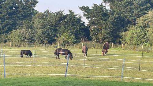 a group of horses grazing in a field at Tranquil Equestrian Escape - Sleeps 2 in Trusthorpe