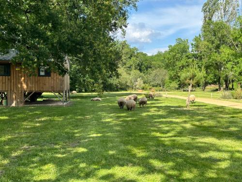a herd of sheep walking in a field of grass at Les Cabanes de Lara in Ménesplet