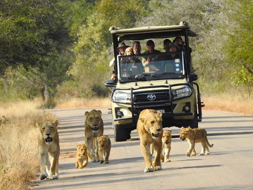 a group of lions walking in front of a safari truck at Ubuntu Bed and Breakfast in Marloth Park