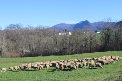 a herd of sheep grazing in a field at Gîte maison Chourrist in Capbis