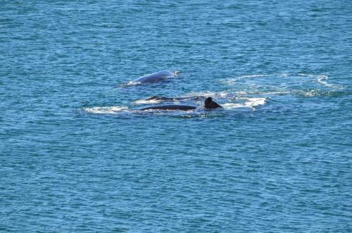 a couple of seals swimming on the water at Hermanus Luxury Penthouse in Hermanus