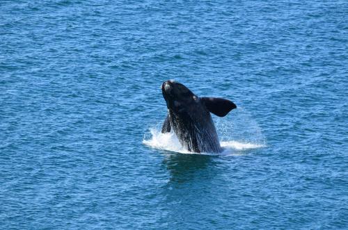 a dolphin is in the water in the water at Hermanus Luxury Penthouse in Hermanus