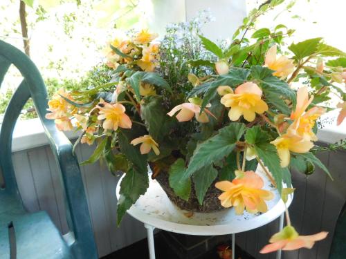 a plant on a table with yellow flowers on it at Rainbow Bed & Breakfast in Niagara Falls