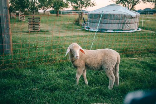 a sheep standing in the grass next to a fence at Hof Zürnens Oase in Wolfegg
