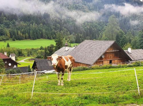 a brown and white cow standing in a field at Ferienhaus Schellgaden in Muhr