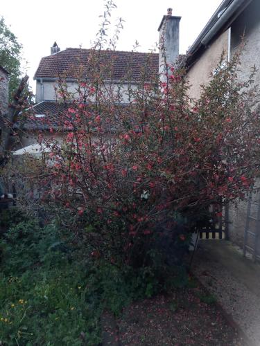 a tree with red berries on it in front of a house at Gite meublé 6 personnes 2 étoiles Haute Cote d'or Proche des merveilles touristiques in Saint-Marc-sur-Seine