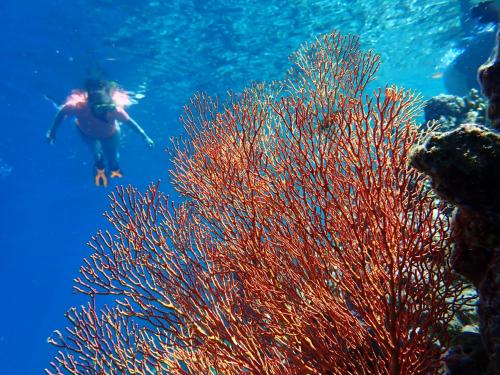 LeBulu Menjanganの宿泊客