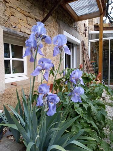 a bunch of blue flowers in front of a building at Gite meublé 6 personnes 2 étoiles Haute Cote d'or Proche des merveilles touristiques in Saint-Marc-sur-Seine