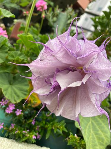 a purple flower in front of some pink flowers at Casa De Leon in Antigua Guatemala
