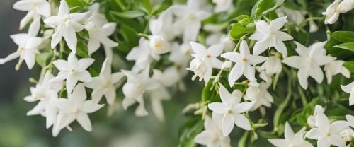 a bunch of white flowers with green leaves at Gîte Le Jasmin in Le Thor