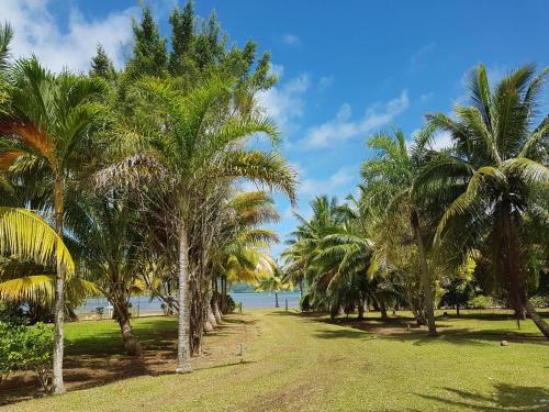 a row of palm trees on the beach at HUAHINE - Fare Teakavehere Tipanier in Haapu
