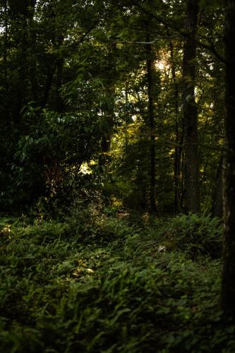 a forest filled with lots of trees and green grass at Le Nid d'Andrésis in Saint-Hilaire-les-Andrésis