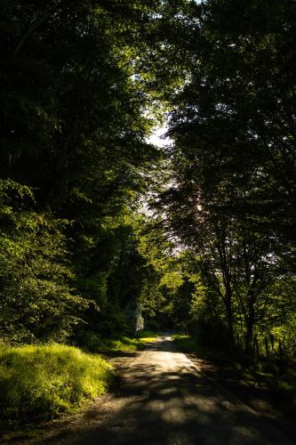 a dirt road with trees on either side at Le Nid d'Andrésis in Saint-Hilaire-les-Andrésis