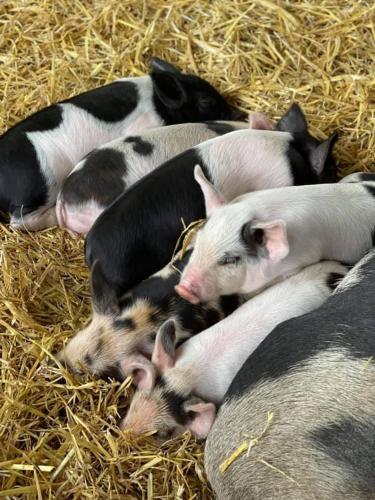 a group of pigs laying in hay at HERTFORD Farm yurt Tent Camping fire pit bbq pet friendly in Hertford