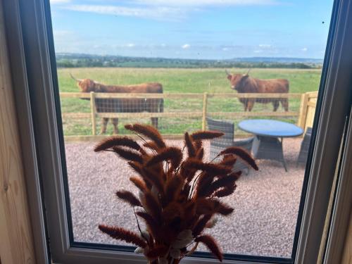 a view of cows in a field from a window at Maylands Farm Glamping Pod in Hilperton