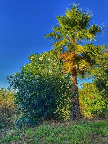 Κήπος έξω από το Finca Charco La Olla