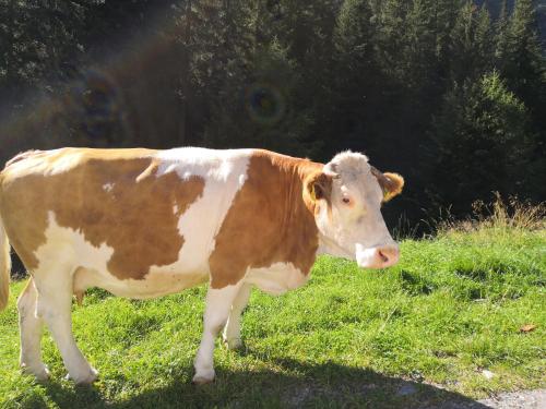 Animales en el departamento o alrededores