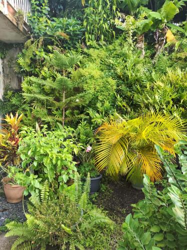 Garden sa labas ng Location Hibiscus