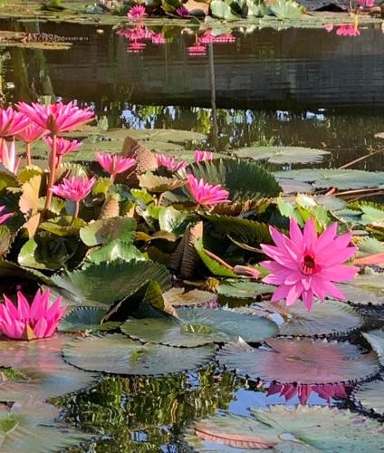 a bunch of pink water lilies in a pond at Liontree Villa in Kolongan