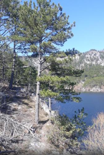 a pine tree on the side of a lake at Home-Grahovo in Bobova Ulica