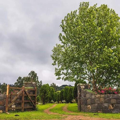 a tree sitting next to a stone wall with a tree at Chalés Rota das Cachoeiras in Urupema