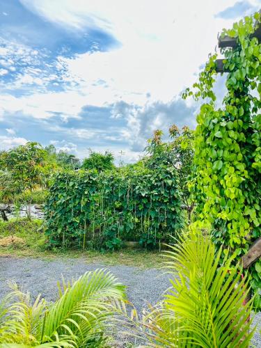 a hedge with lots of green leaves on it at หลัง 2 เฌอเฌอ การ์เด้น เฮาส์ ที่พักคำชะโนด in Ban Nong Sawang
