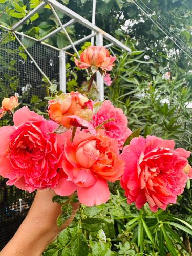a person holding a bunch of pink flowers at หลัง 2 เฌอเฌอ การ์เด้น เฮาส์ ที่พักคำชะโนด in Ban Nong Sawang
