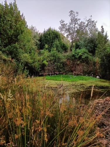 a field with grass and trees and a body of water at Casa Campores in Ansião