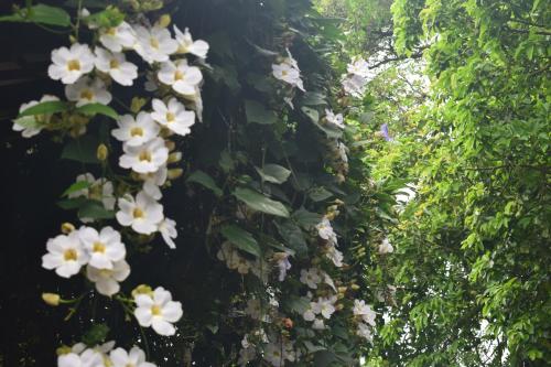a bunch of white flowers hanging from a tree at Namaya Nature in Kandy