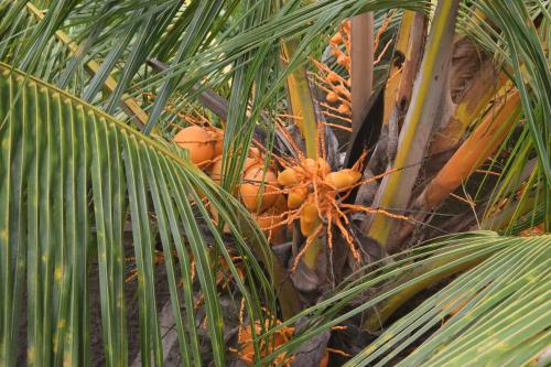 a bunch of bananas on a palm tree at Namaya Nature in Kandy