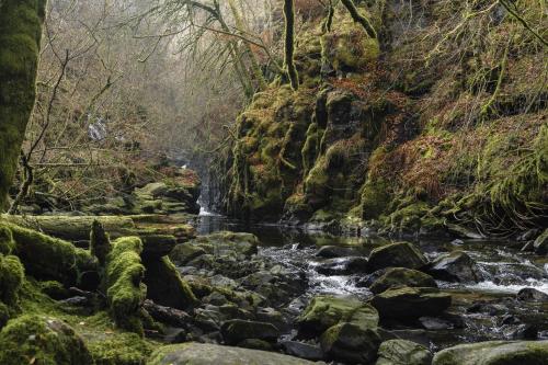 a stream in a forest with moss covered rocks at The Church Tower in Crieff