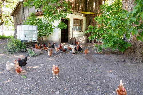 アパートメントの敷地内または近くにいる動物