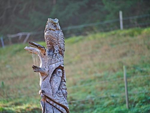 an owl perched on top of a tree trunk at Hotel Restaurant Waldsägmühle in Pfalzgrafenweiler