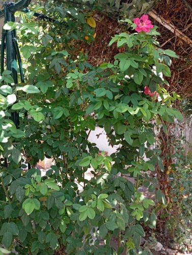 a bush with a pink flower in a garden at Εξοχικό ROXANI in Ambelákia
