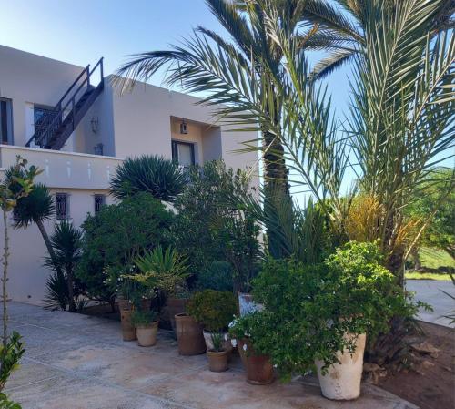 a group of potted plants in front of a building at Dar Al Manar in El Jadida