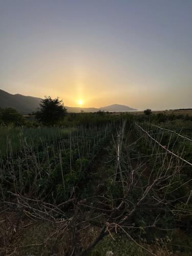 a field with the sun setting in the background at Kantina & Ferma Dukat in Vlorë