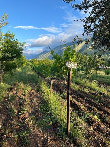 a vineyard with a sign in the middle of a field at Kantina & Ferma Dukat in Vlorë
