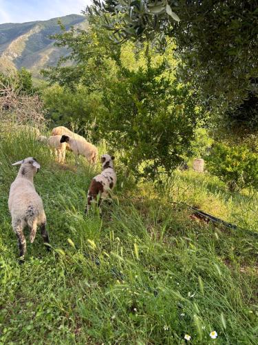 a group of sheep standing in a grassy field at Kantina & Ferma Dukat in Vlorë