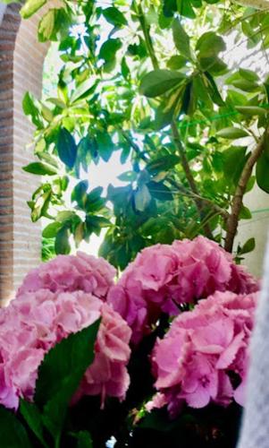 a bunch of pink flowers in front of a window at country house in Ardea
