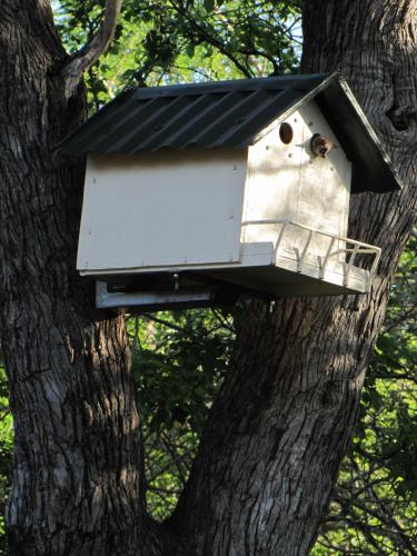 a bird house hanging from a tree at SERENITY Du Bois Lodge in Marloth Park