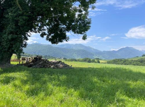 a tree in a field with mountains in the background at Larrouy in Asson