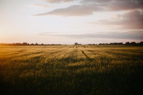 a field of tall grass with the sun in the background at Gite au calme l'eclaircie in Régusse