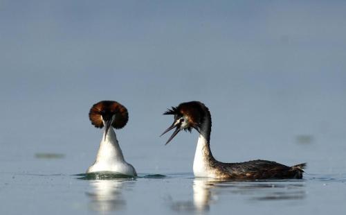 two birds are swimming in the water at Au clos champenois in Lusigny-sur-Barse