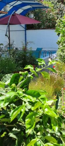 a garden with green plants and an umbrella at Garden Guest House in Tirana
