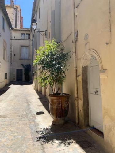 une plante dans un grand pot assis à côté d'un bâtiment dans l'établissement Le chat perché, à Montpellier
