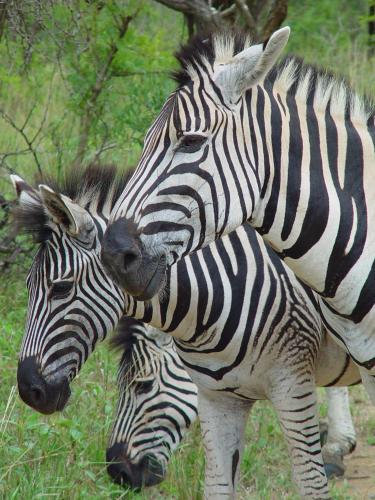 Φωτογραφία από το άλμπουμ του Rhino Walking Safaris σε Skukuza