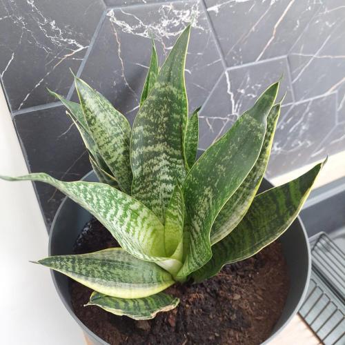 a green plant in a pot on a counter at Résidence Tamaris Loft House in La Mézière